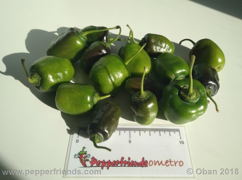 rocoto-sisidro_003_frutto_25.jpg