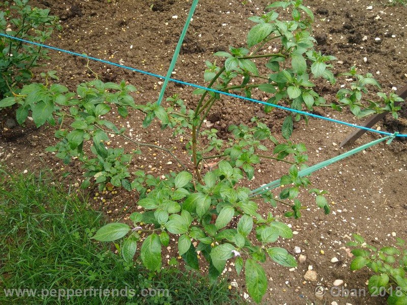 rocoto-sisidro_003_pianta_03.jpg