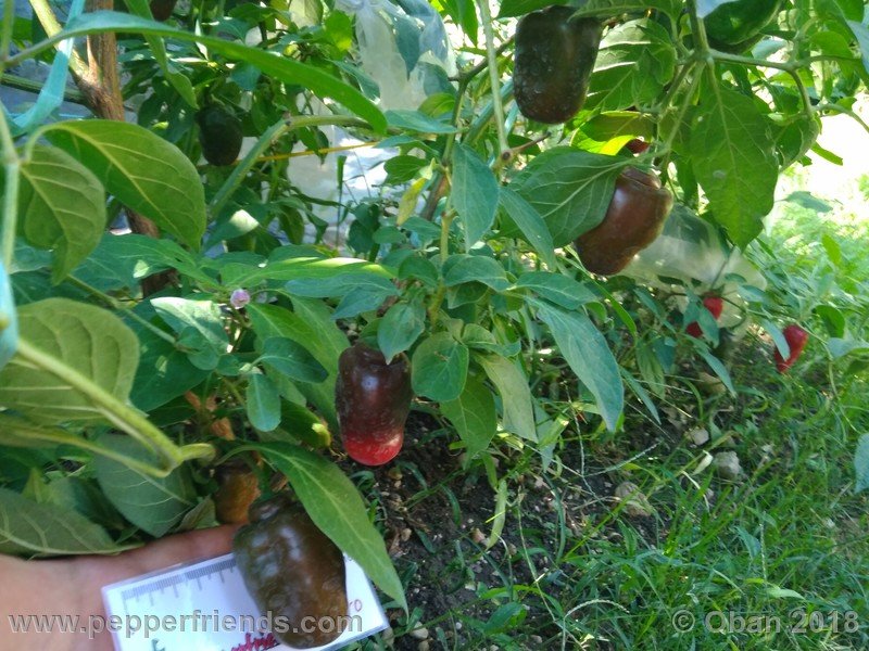 rocoto-sisidro_003_pianta_07.jpg