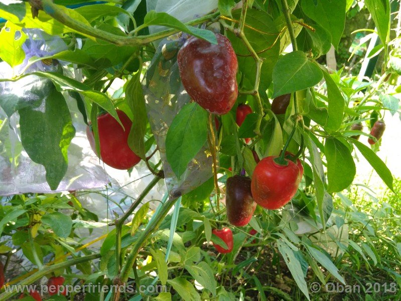 rocoto-sisidro_003_pianta_08.jpg