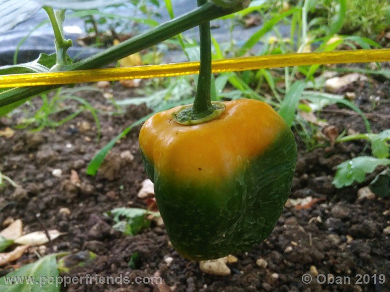 rocoto-stolen-yellow_003_frutto_02.jpg