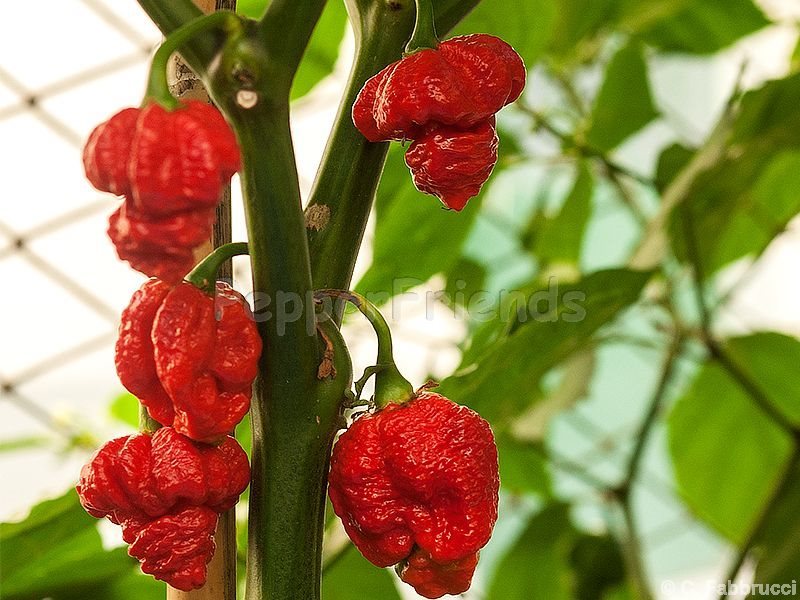 trinidad-scorpion_003_pianta_01.jpg