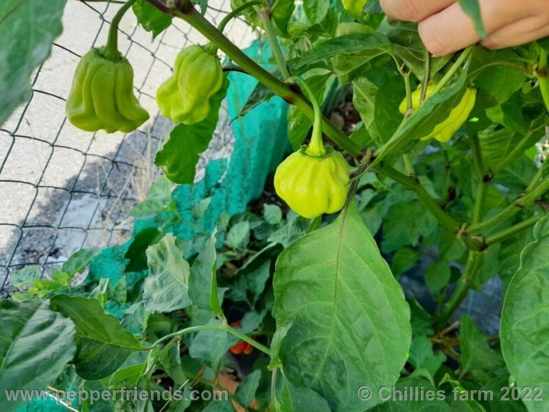 scotch-bonnet-red_001_4_475767428_ScotchBonnetimmaturi.jpg