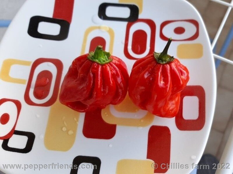 Scotch Bonnet Red