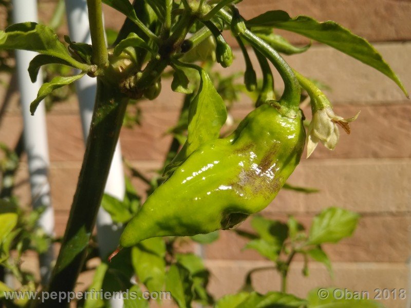 shabu-shabu_006_1_334793350_Peperoncini2018-0958.jpg