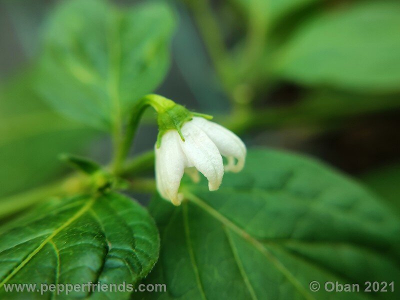 rocoto-sukanya_002_fiore_03.jpg