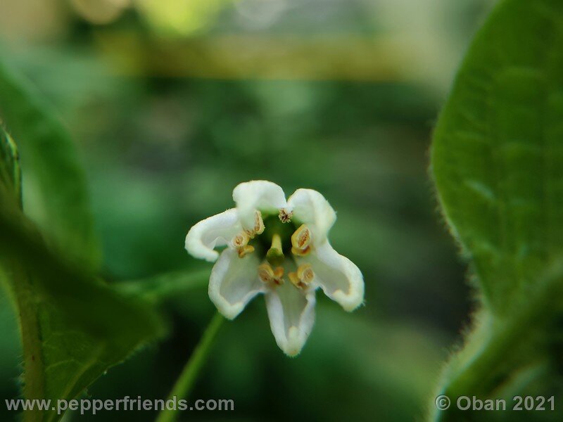 rocoto-sukanya_002_fiore_05.jpg