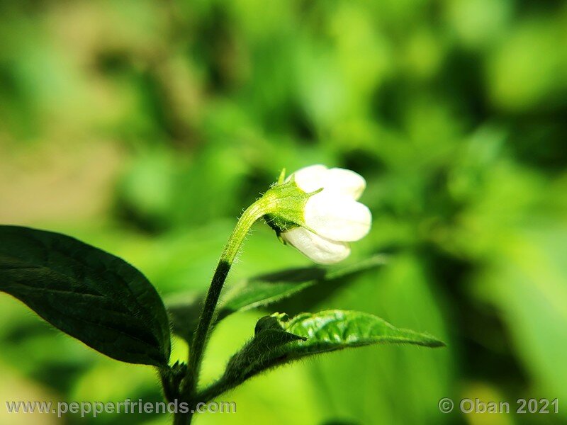 rocoto-sukanya_002_fiore_08.jpg