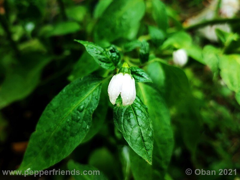 rocoto-sukanya_002_fiore_10.jpg