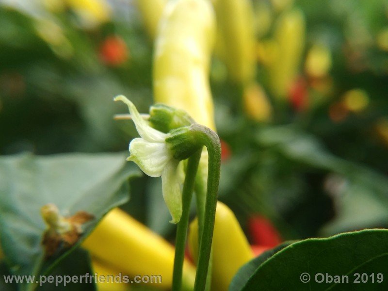 tabasco-greenleaf_003_fiore_13.jpg