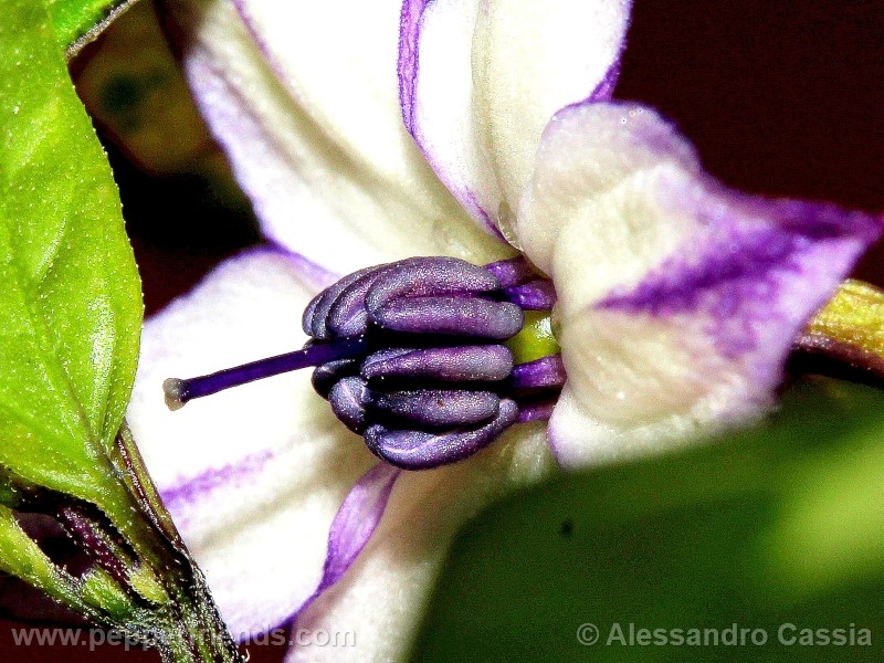 variegato_004_fiore_03.jpg