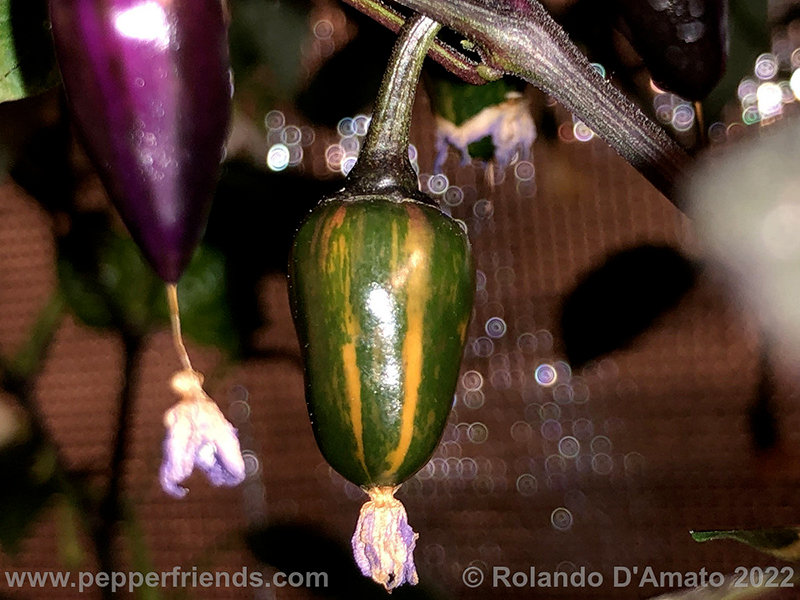 trifetti_006_8_coltivazione-peperoncino.jpg